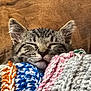 cat, kitten, tabby, sleeping, cozy, blanket, knitted, colorful, fur, ears, whiskers, cute, pet, resting, closeup, indoor, comfort, soft, nap, peaceful