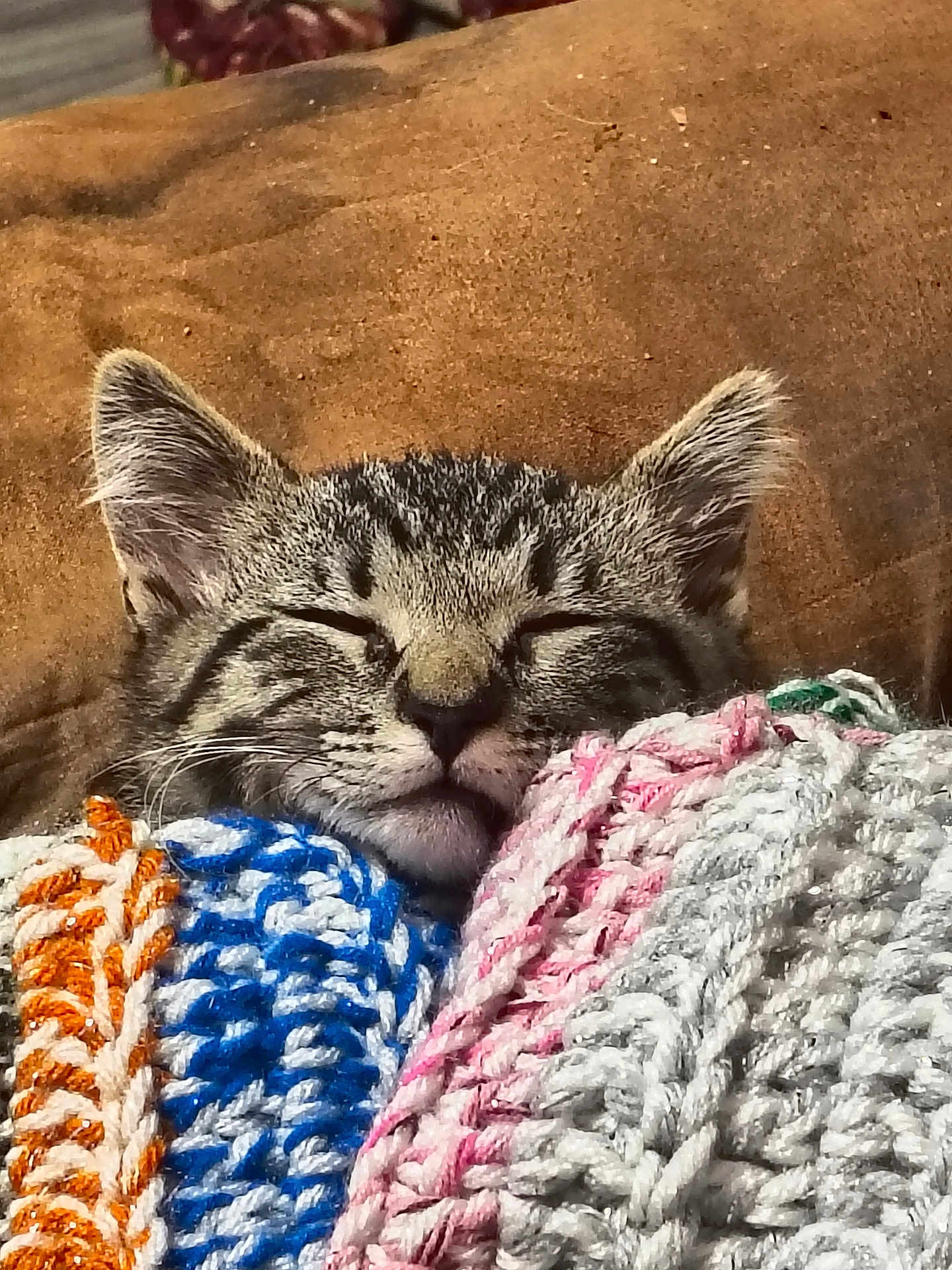 Remy joined the competition — help win amazing prizes! cat, kitten, tabby, sleeping, cozy, blanket, knitted, colorful, fur, ears, whiskers, cute, pet, resting, closeup, indoor, comfort, soft, nap, peaceful