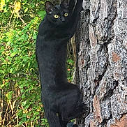 Raven joined the competition — help win amazing prizes! alert, animal, bark, black_cat, branch, climbing, closeup, daylight, feline, forest, greenery, mammal, nature, outdoor, pet, texture, tree, vertical, wildlife, yellow_eyes