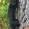 alert, animal, bark, black_cat, branch, climbing, closeup, daylight, feline, forest, greenery, mammal, nature, outdoor, pet, texture, tree, vertical, wildlife, yellow_eyes