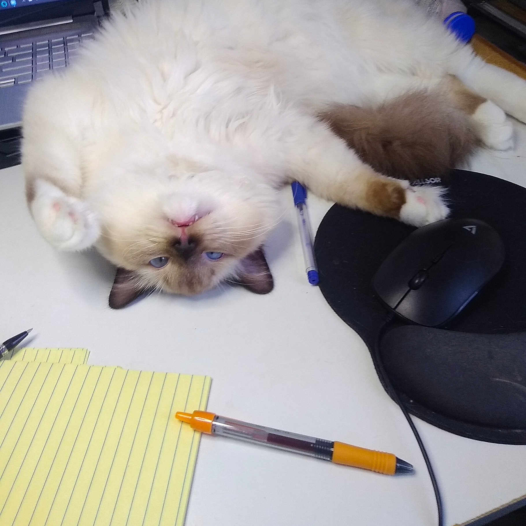 Hot Rod is registered to the contest to win money with this photo: carnivore, cat, claw, comfort, companion_dog, computer, domestic_short_haired_cat, felidae, flooring, fur, laptop, office_supplies, paw, personal_computer, room, small_to_medium_sized_cats, stationery, tail, whiskers, writing_implement