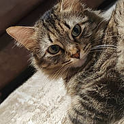 Sasha a rejoint le concours — aidez-le/la à gagner de superbes lots ! cat, tabby, close_up, fur, whiskers, eyes, pet, animal, domestic, curious, lying_down, indoor, soft_light, texture, couch, cozy, brown, striped, portrait, mammal