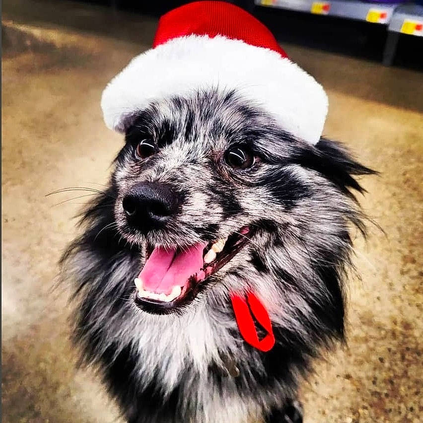 Fish is registered to the contest to win money with this photo: canidae, carnivore, collar, companion_dog, dog, dog_breed, dog_clothes, dog_collar, dog_supply, fang, flooring, fur, happy, paw, small_terrier, smile, snout, sporting_group, toy_dog, whiskers