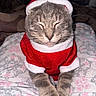 adorable, animal, blanket, cat, christmas, closeup, cozy, cute, feline, festive, fur, gray_cat, holiday, indoor, pet, relaxed, santa_outfit, sleepy, soft, whiskers