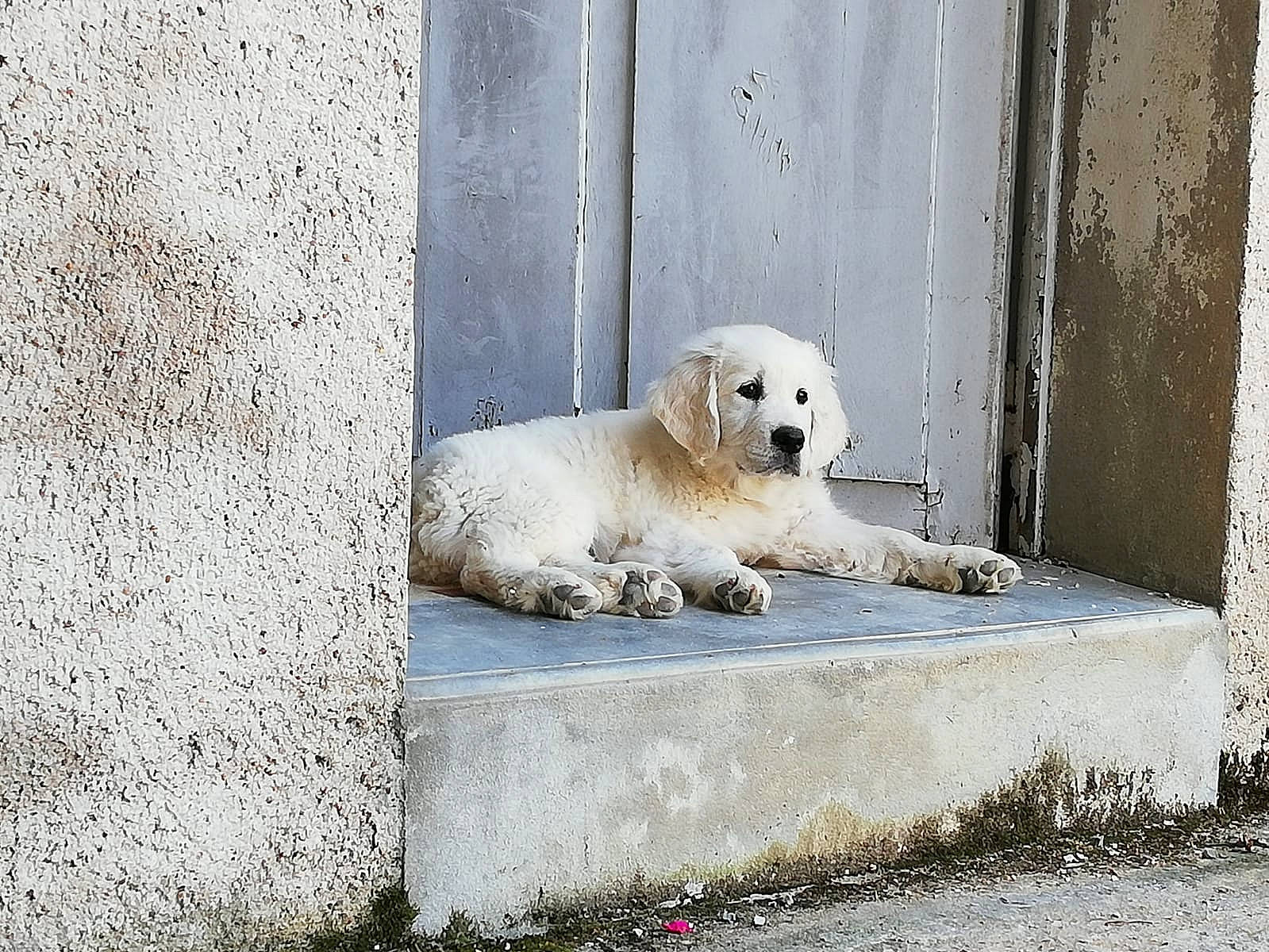 Pilou a rejoint le concours — aidez-le/la à gagner de superbes lots ! canidae, carnivore, dog, dog_breed, golden_retriever, livestock_guardian_dog, mammal, maremma_sheepdog, polar_bear, retriever, snout, sporting_group, street_dog, vertebrate, wall, zoo