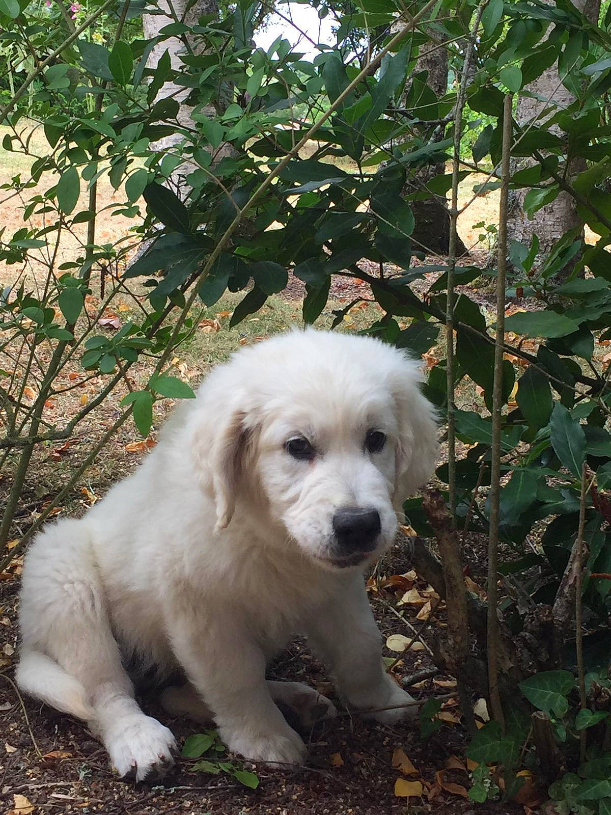 Pilou participe au concours pour gagner de l'argent avec cette photo : akbash_dog, canidae, carnivore, companion_dog, dog, dog_breed, golden_retriever, great_pyrenees, kuvasz, livestock_guardian_dog, mammal, maremma_sheepdog, mucuchies, polish_tatra_sheepdog, puppy, retriever, slovak_cuvac, small_greek_domestic_dog, sporting_group, vertebrate