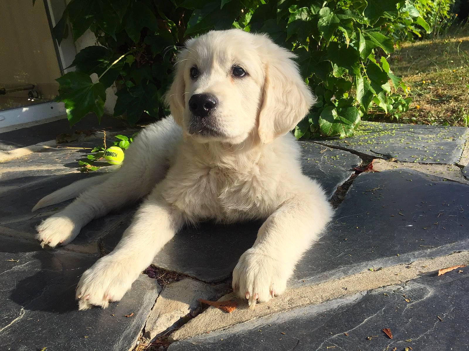 Pilou participe au concours pour gagner de l'argent avec cette photo : akbash_dog, canidae, carnivore, companion_dog, dog, dog_breed, fawn, golden_retriever, kuvasz, labrador_retriever, livestock_guardian_dog, mammal, maremma_sheepdog, polish_tatra_sheepdog, puppy, retriever, slovak_cuvac, small_greek_domestic_dog, sporting_group, vertebrate