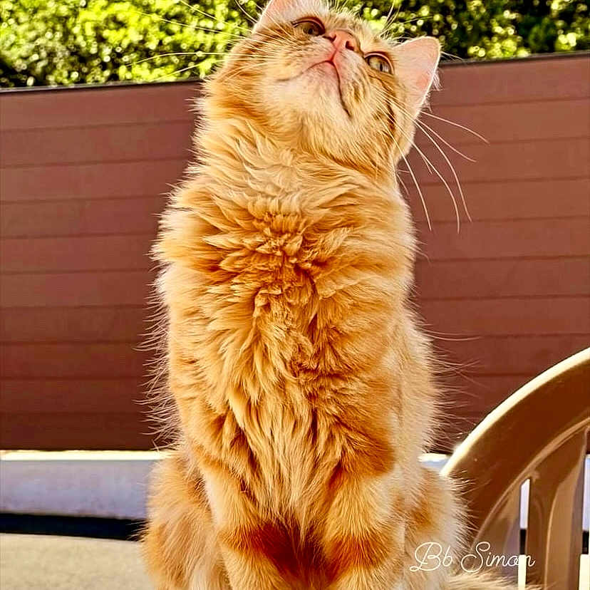 Simon a rejoint le concours — aidez-le/la à gagner de superbes lots ! abyssinian, angora, animal, architecture, backyard, building, cat, couch, egyptiancat, furniture, hardwood, house, housing, indoors, interiordesign, kitten, manx, pet, porch, wood