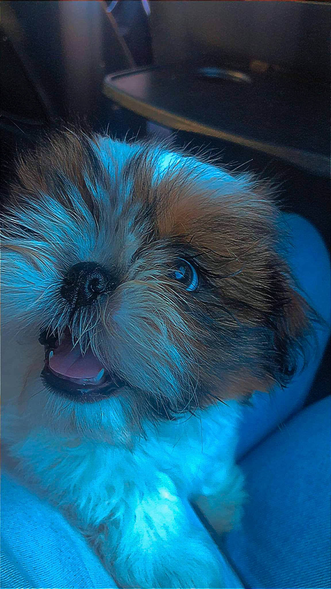 Texas a rejoint le concours — aidez-le/la à gagner de superbes lots ! canidae, carnivore, companion_dog, dog, dog_breed, dog_supply, ear, electric_blue, eye, fawn, hair, head, human_body, iris, liver, snout, sporting_group, toy_dog, whiskers, working_animal