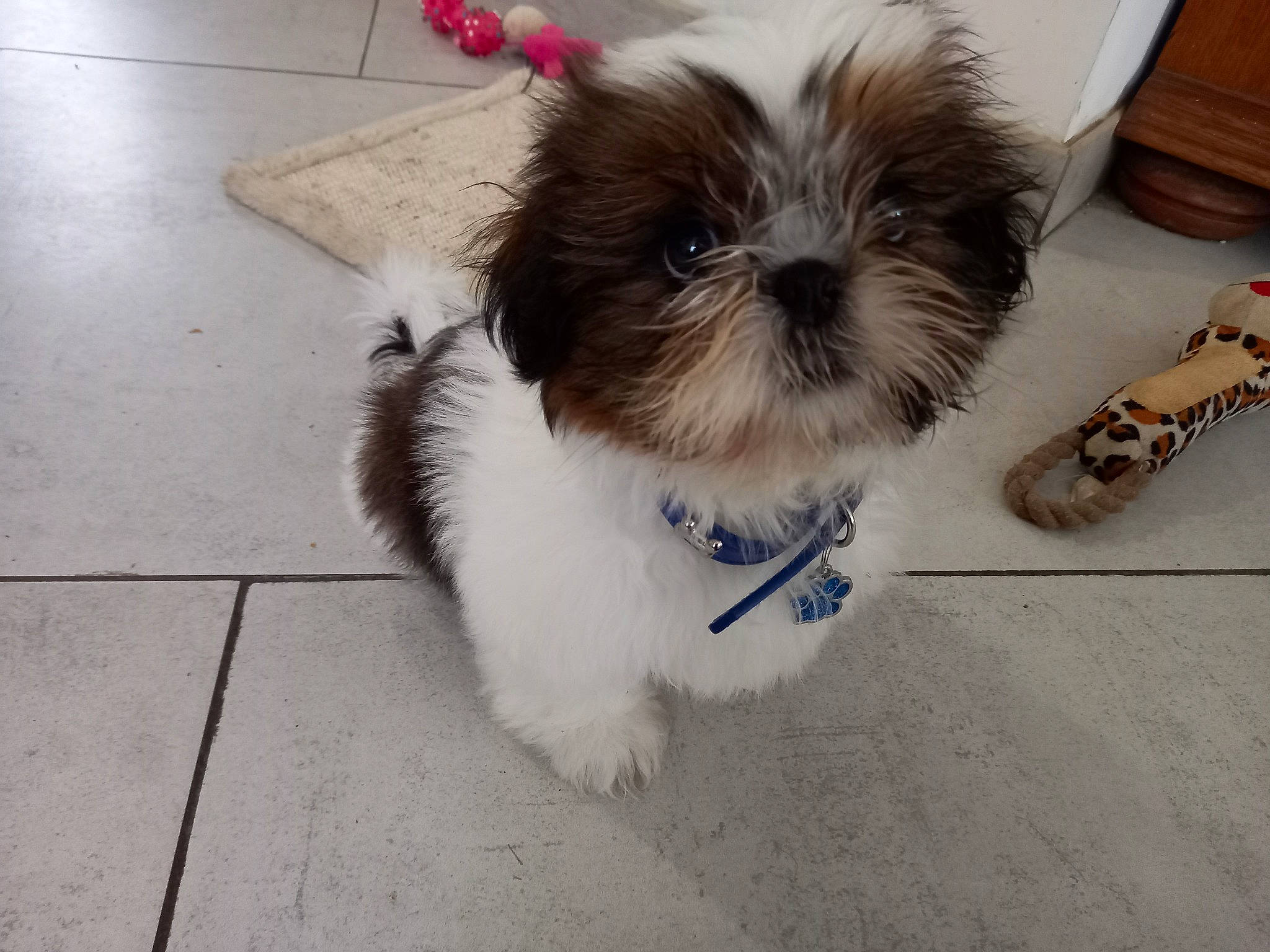 Texas participe au concours pour gagner de l'argent avec cette photo : carnivore, collar, companion_dog, dog, dog_breed, dog_collar, dog_supply, fashion_accessory, fawn, flooring, font, fur, liver, pet_supply, plant, shih_poo, shih_tzu, sporting_group, toy_dog, working_animal