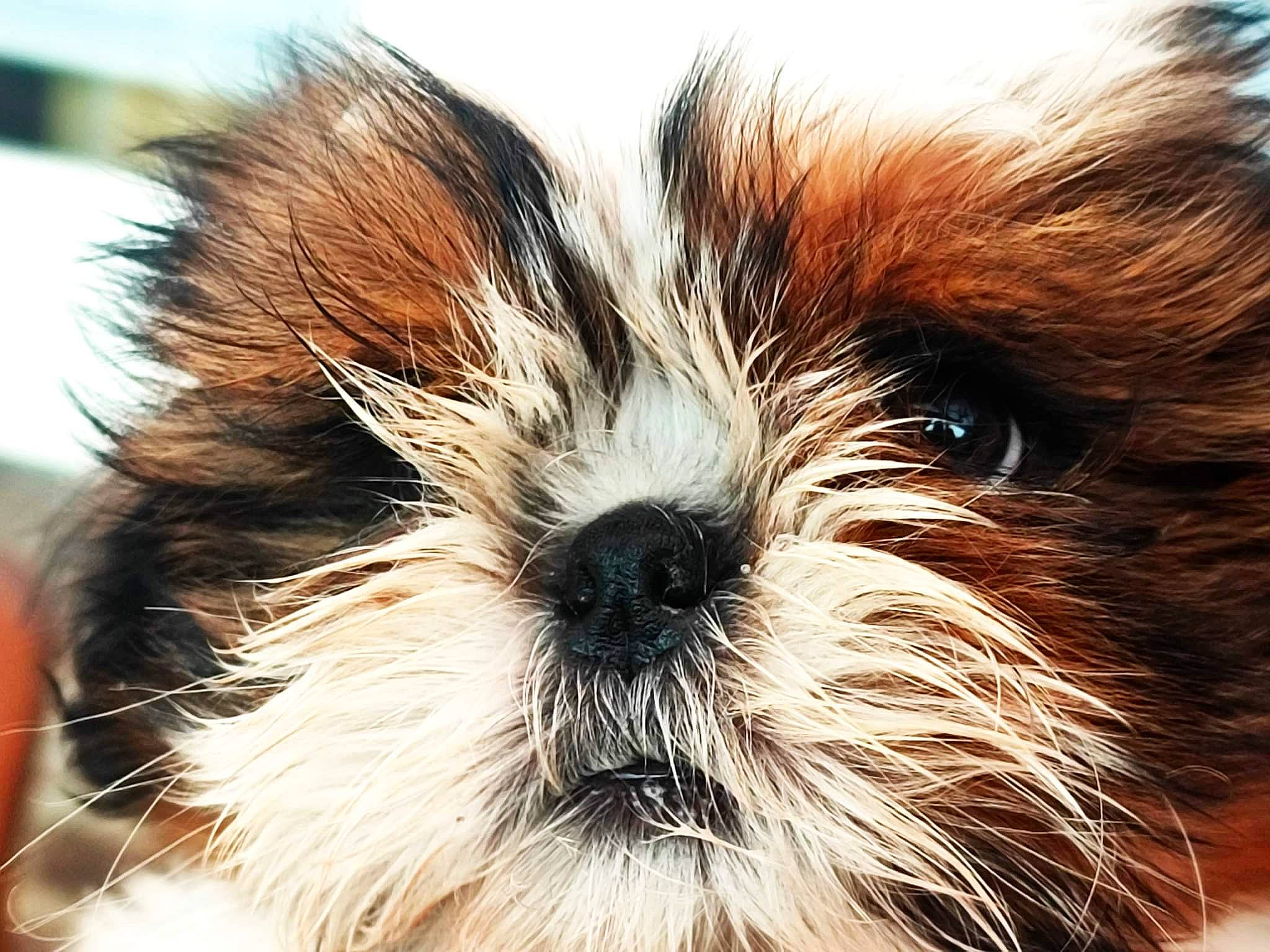 Texas a rejoint le concours — aidez-le/la à gagner de superbes lots ! canidae, carnivore, close_up, companion_dog, dog, dog_breed, fawn, fur, liver, macro_photography, maltepoo, shih_poo, shih_tzu, snout, sporting_group, terrestrial_animal, terrier, toy_dog, whiskers, working_animal