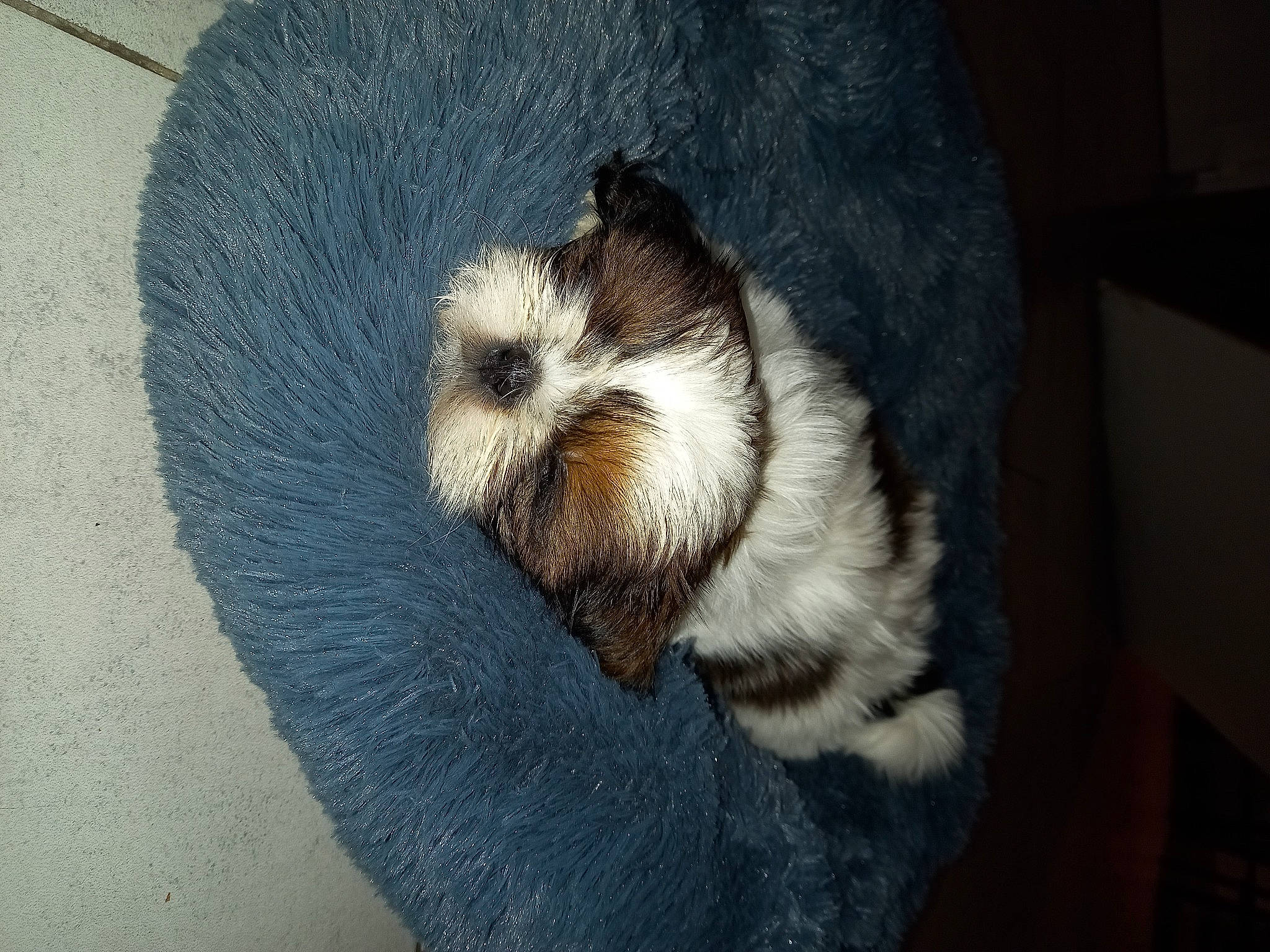 Texas a rejoint le concours — aidez-le/la à gagner de superbes lots ! carnivore, cat, claw, comfort, companion_dog, dog_breed, domestic_short_haired_cat, felidae, fur, grey, hardwood, linens, nap, paw, small_to_medium_sized_cats, snout, tail, whiskers, wood, wool