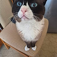 Alaska a rejoint le concours — aidez-le/la à gagner de superbes lots ! cat, tuxedo_cat, blue_eyes, whiskers, chair, indoor, pet, feline, curious, sitting, close_up, pink_nose, fur, animal, domestic_animal, looking_up, patterned_chair, ears, floor