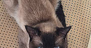 Alaska participe au concours pour gagner de l'argent avec cette photo : cat, siamese, blue_eyes, feline, pet, animal, chair, cushion, patterned, indoor, fur, whiskers, ears, looking_up, domestic, cute, resting, close_up, sitting, curious