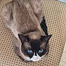 cat, siamese, blue_eyes, feline, pet, animal, chair, cushion, patterned, indoor, fur, whiskers, ears, looking_up, domestic, cute, resting, close_up, sitting, curious