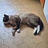 Alaska participe au concours pour gagner de l'argent avec cette photo : cat, sleeping, floor, tile, hexagonal_tiles, indoor, pet, feline, resting, brown, white, black, paw, tail, quiet, calm, home, animal, fur, closeup