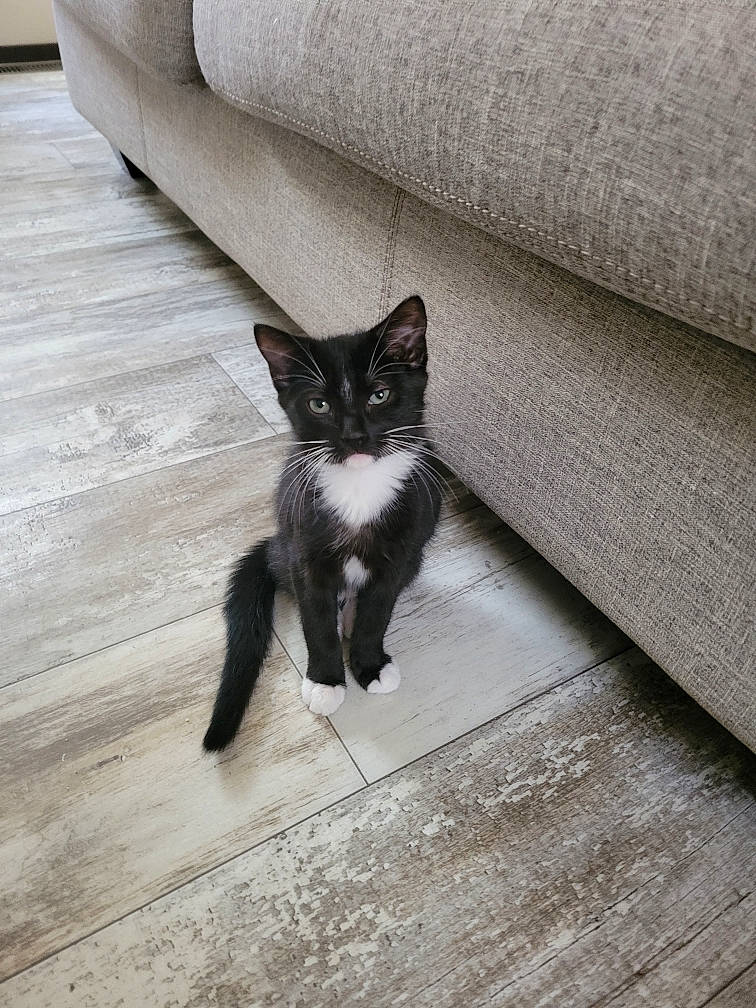 Forest is registered to the contest to win money with this photo: black_cat, carnivore, cat, comfort, couch, domestic_short_haired_cat, felidae, floor, flooring, foot, grey, hardwood, human_leg, leg, monochrome_photography, small_to_medium_sized_cats, snout, tail, whiskers, wood