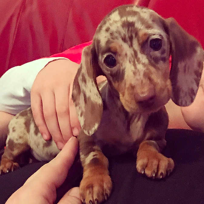 Vivienne is registered to the contest to win money with this photo: carnivoran, companion_dog, dachshund, dog, dog_breed, dog_like_mammal, hound, puppy, snout