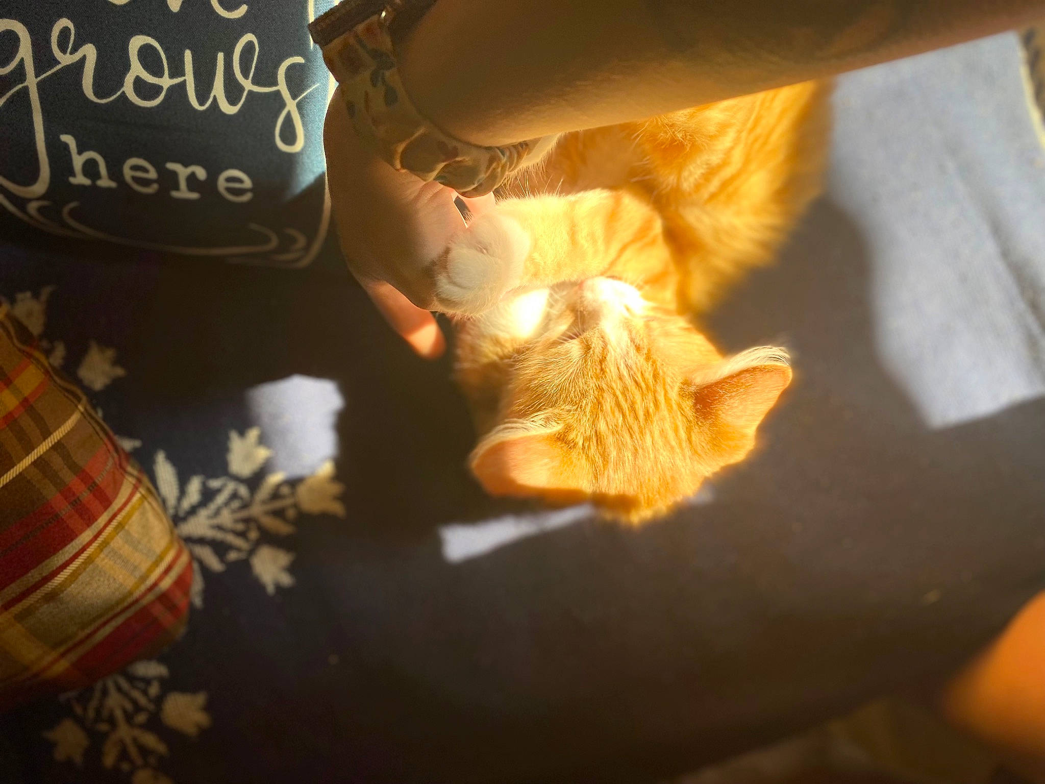 Gravy joined the competition — help win amazing prizes! carnivore, cat, claw, comfort, fawn, felidae, fur, human_leg, linens, nail, orange, pattern, paw, plaid, room, small_to_medium_sized_cats, tail, tartan, whiskers, wood