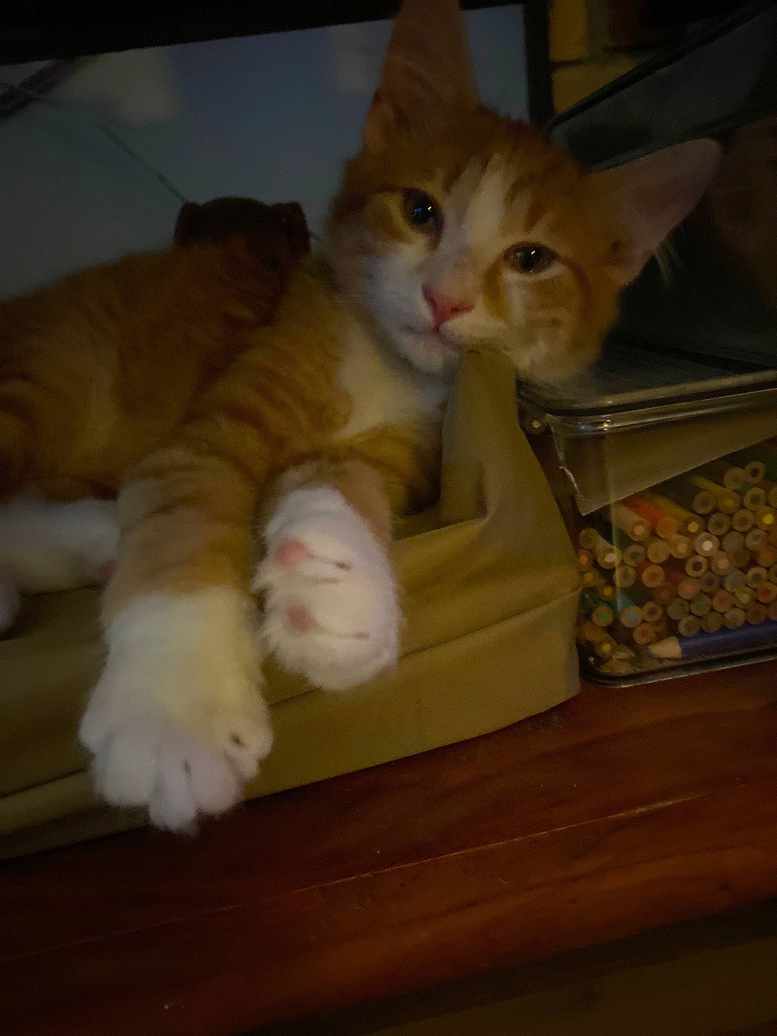 Gravy joined the competition — help win amazing prizes! box, carnivore, cat, cat_supply, claw, comfort, domestic_short_haired_cat, eye, fawn, felidae, flooring, fur, hardwood, paw, photo_caption, small_to_medium_sized_cats, snout, tail, whiskers, wood