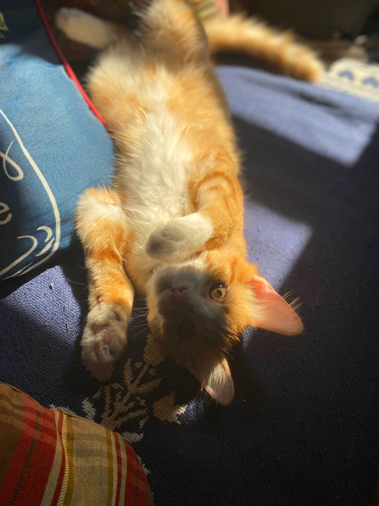 Gravy is registered to the contest to win money with this photo: canidae, carnivore, cat, claw, comfort, companion_dog, domestic_short_haired_cat, fawn, felidae, flooring, foot, fur, human_leg, lap, paw, small_to_medium_sized_cats, sporting_group, tail, whiskers, wood