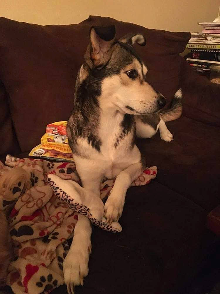 Luna is registered to the contest to win money with this photo: canidae, carnivore, comfort, companion_dog, couch, dog, dog_breed, flooring, fur, herding_dog, linens, non_sporting_group, paw, sitting, sled_dog, snout, sporting_group, whiskers, working_animal, working_dog