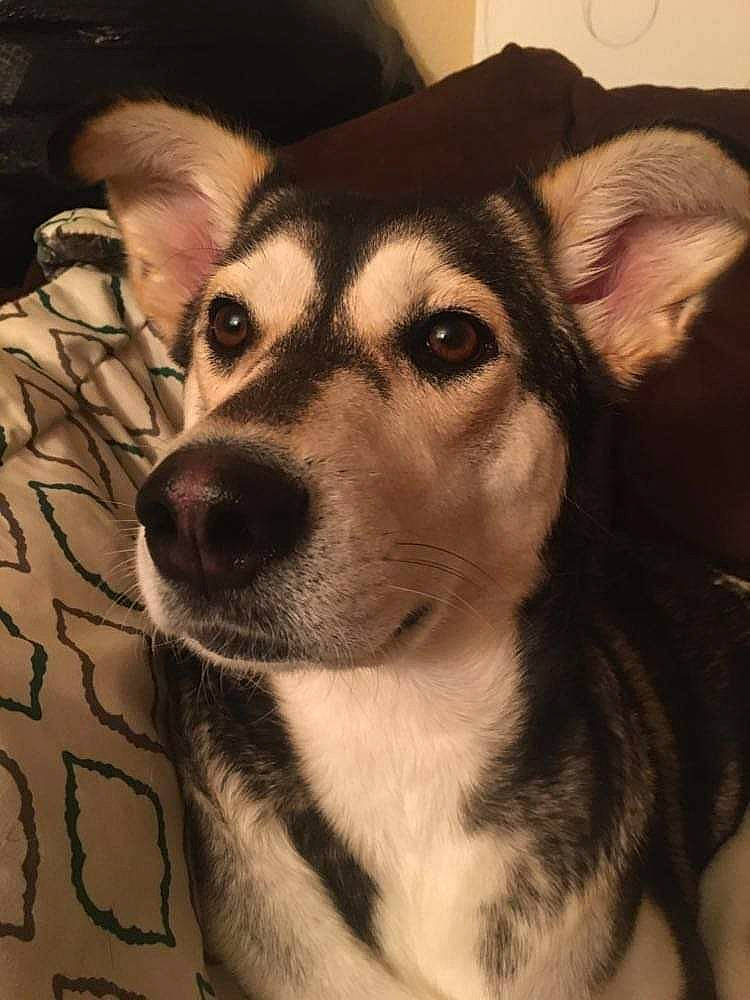 Luna is registered to the contest to win money with this photo: ancient_dog_breeds, canidae, canis, carnivore, companion_dog, dog, dog_breed, ear, eyelash, fawn, fur, jaw, siberian_husky, sled_dog, snout, sporting_group, terrestrial_animal, whiskers, working_animal, working_dog