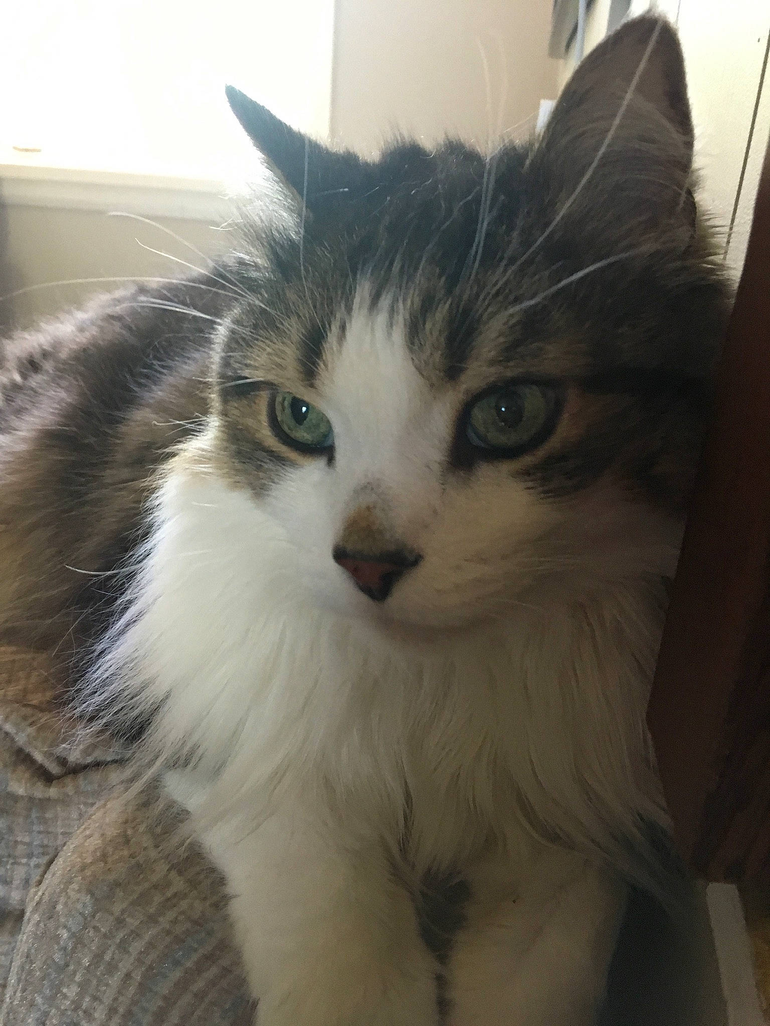 Bart is registered to the contest to win money with this photo: aegean_cat, american_curl, british_semi_longhair, carnivore, cat, domestic_long_haired_cat, eye, felidae, fur, kitten, mammal, norwegian_forest_cat, ragamuffin, siberian, small_to_medium_sized_cats, snout, vertebrate, whiskers