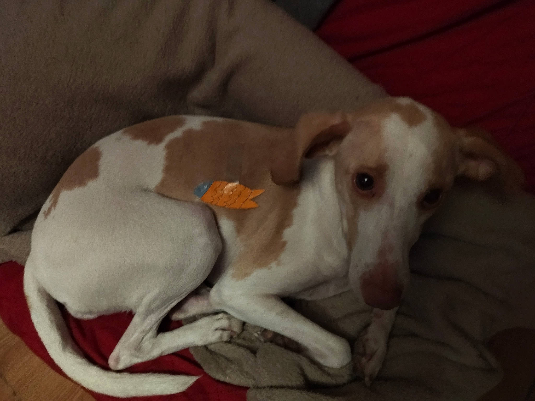 Opale a rejoint le concours — aidez-le/la à gagner de superbes lots ! canidae, carnivore, comfort, companion_dog, dog, dog_breed, dog_supply, fawn, non_sporting_group, paw, pet_supply, sighthound, snout, sporting_group, tail, terrestrial_animal, working_animal