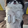 dog, small_dog, black_and_white, fluffy, sitting, tongue_out, indoor, couch, blanket, pillow, pet, cute, alert, fur, ears, tail, mammal, companion, animal, domestic