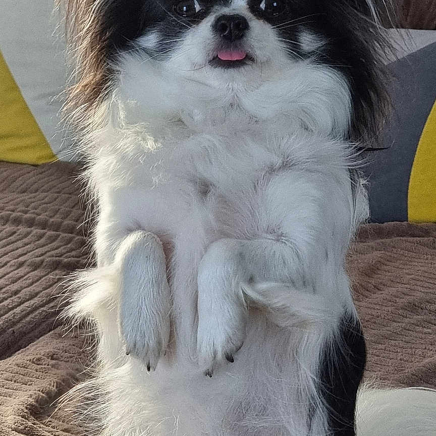 Ti'Kinou participe au concours pour gagner de l'argent avec cette photo : alert, animal, black_and_white, blanket, companion, couch, cute, dog, domestic, ears, fluffy, fur, indoor, mammal, pet, pillow, sitting, small_dog, tail, tongue_out