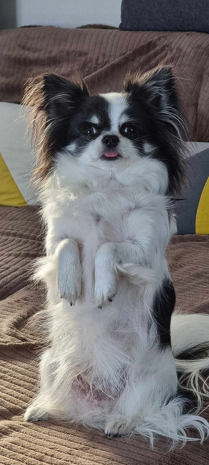 Ti'Kinou participe au concours pour gagner de l'argent avec cette photo : dog, small_dog, black_and_white, fluffy, sitting, tongue_out, indoor, couch, blanket, pillow, pet, cute, alert, fur, ears, tail, mammal, companion, animal, domestic