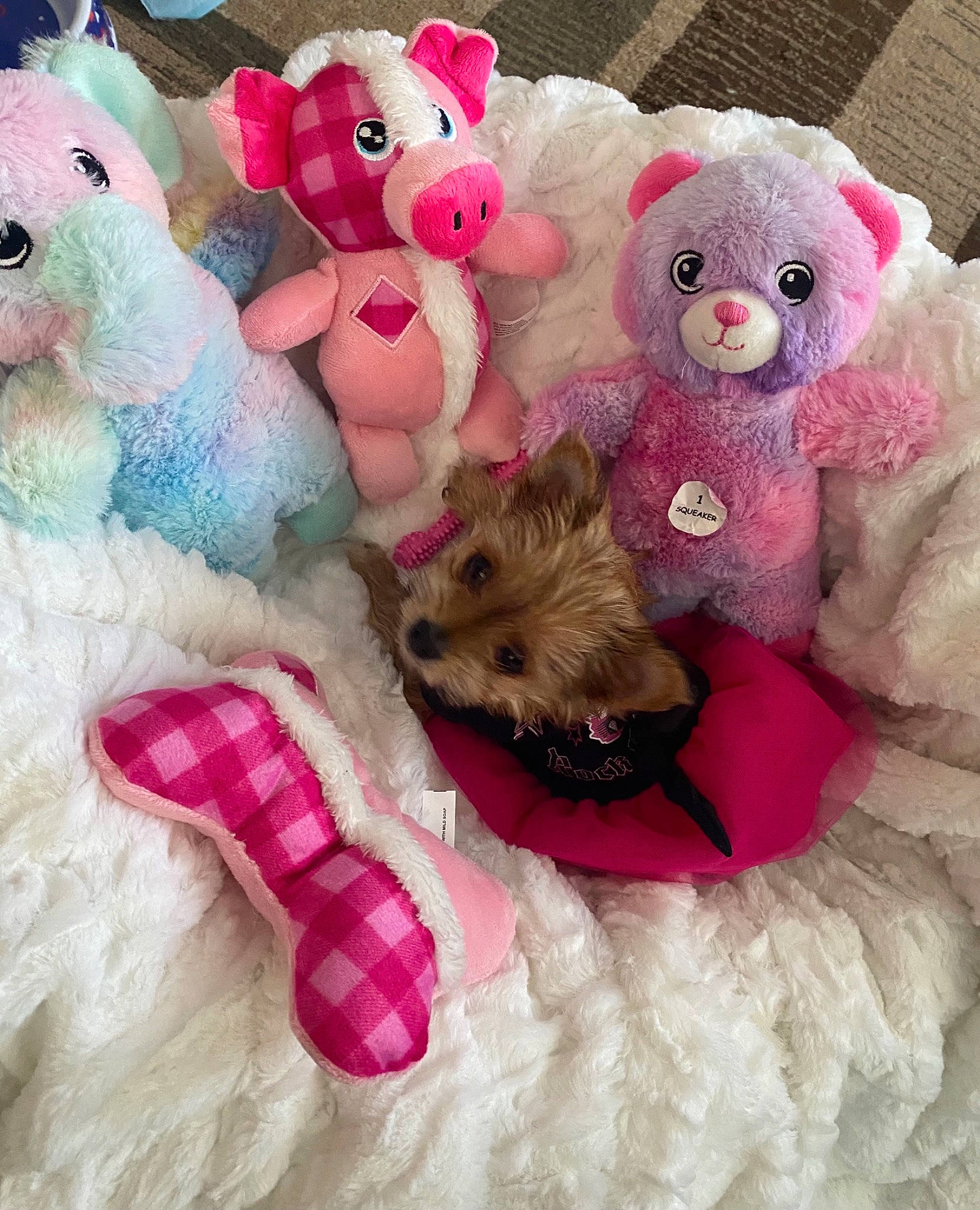 Lilly is registered to the contest to win money with this photo: baby_toys, bed, carnivore, companion_dog, dog_breed, dog_supply, fawn, fur, magenta, mammal, pet_supply, pink, plush, stuffed_toy, teddy_bear, textile, toy, toy_dog, white, working_animal