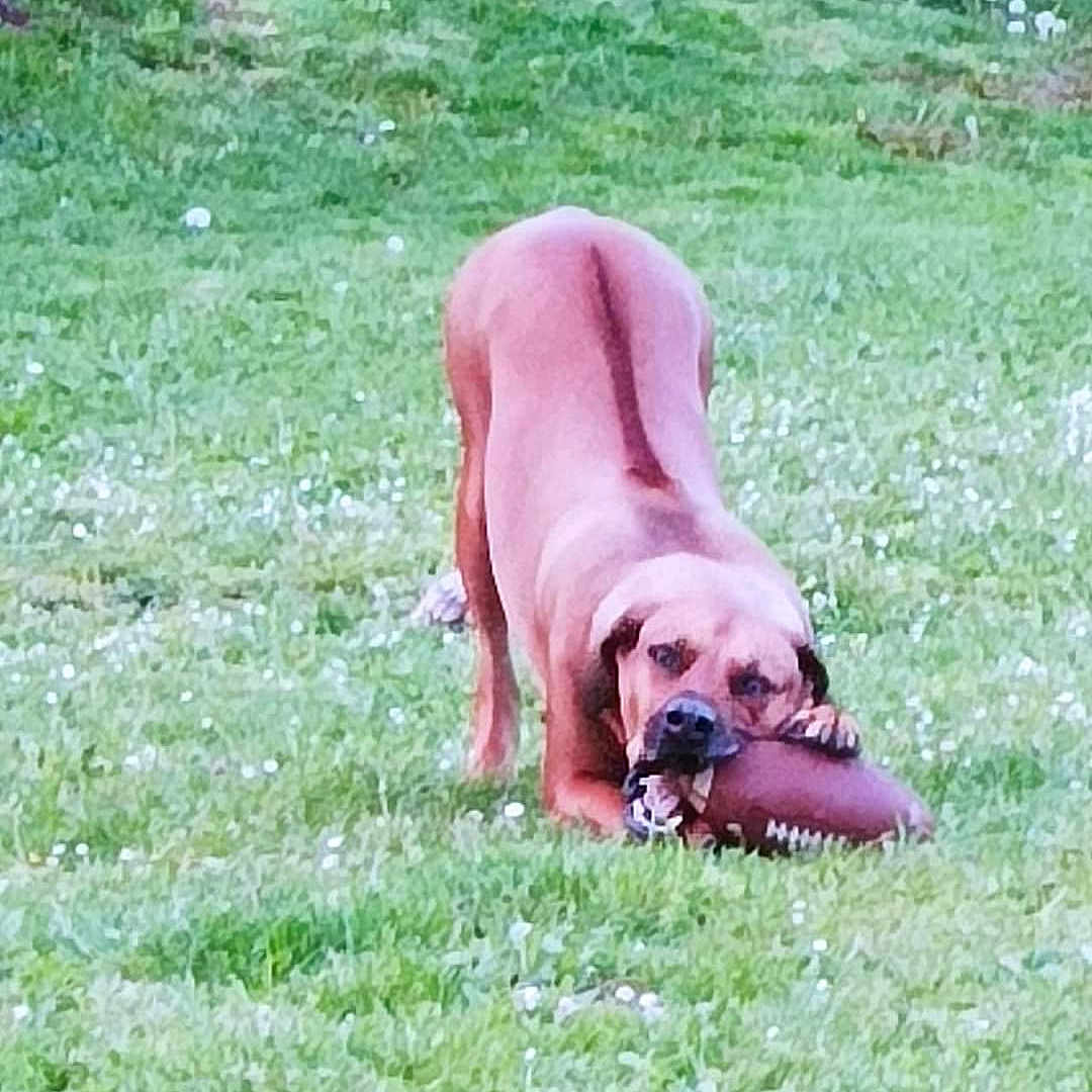 Pumba