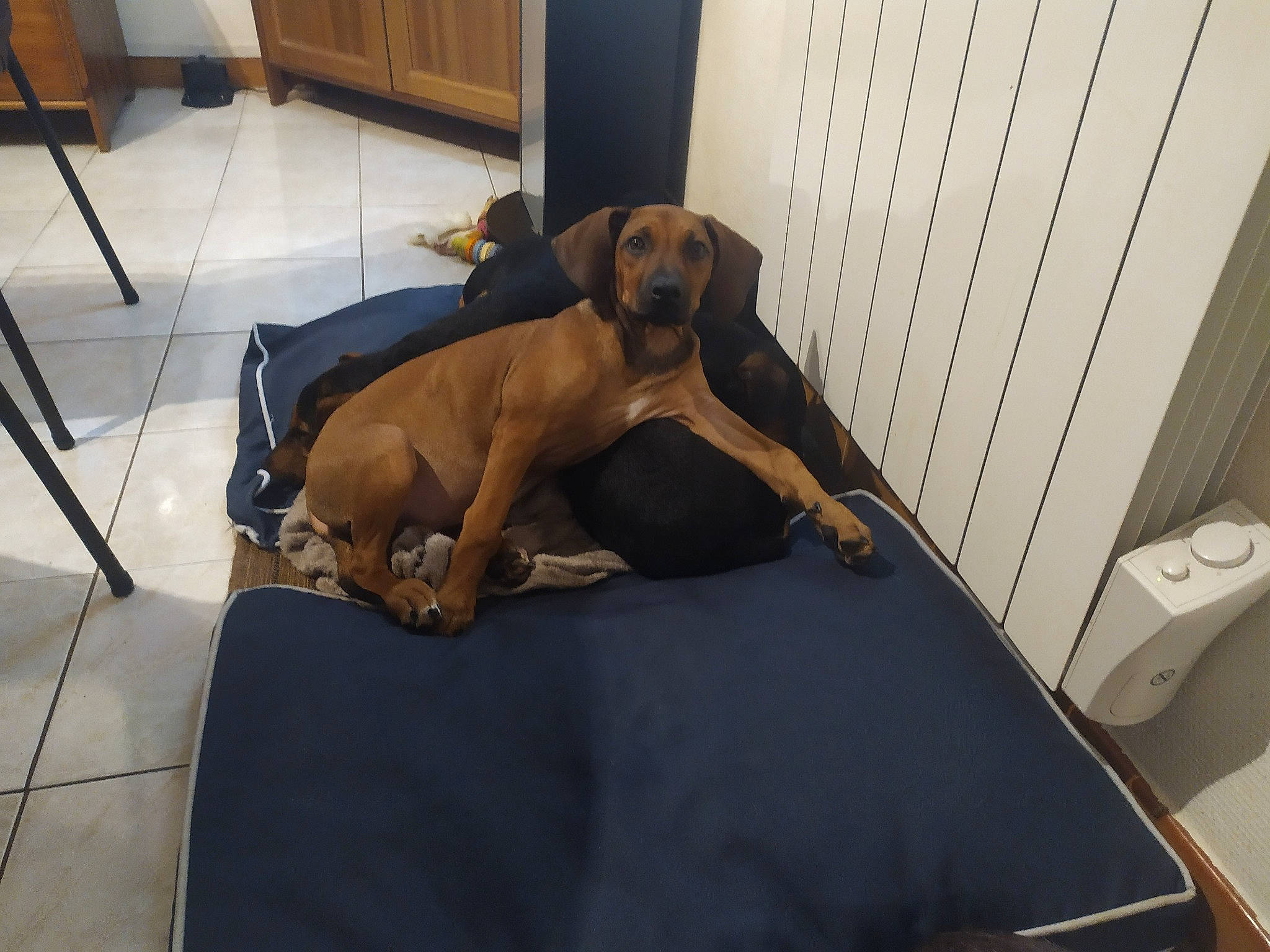 Pumba participe au concours pour gagner de l'argent avec cette photo : black_mouth_cur, bloodhound, broholmer, canidae, carnivore, comfort, companion_dog, coonhound, dog, dog_breed, fawn, furniture, hound, puppy, redbone_coonhound, rhodesian_ridgeback, tyrolean_hound