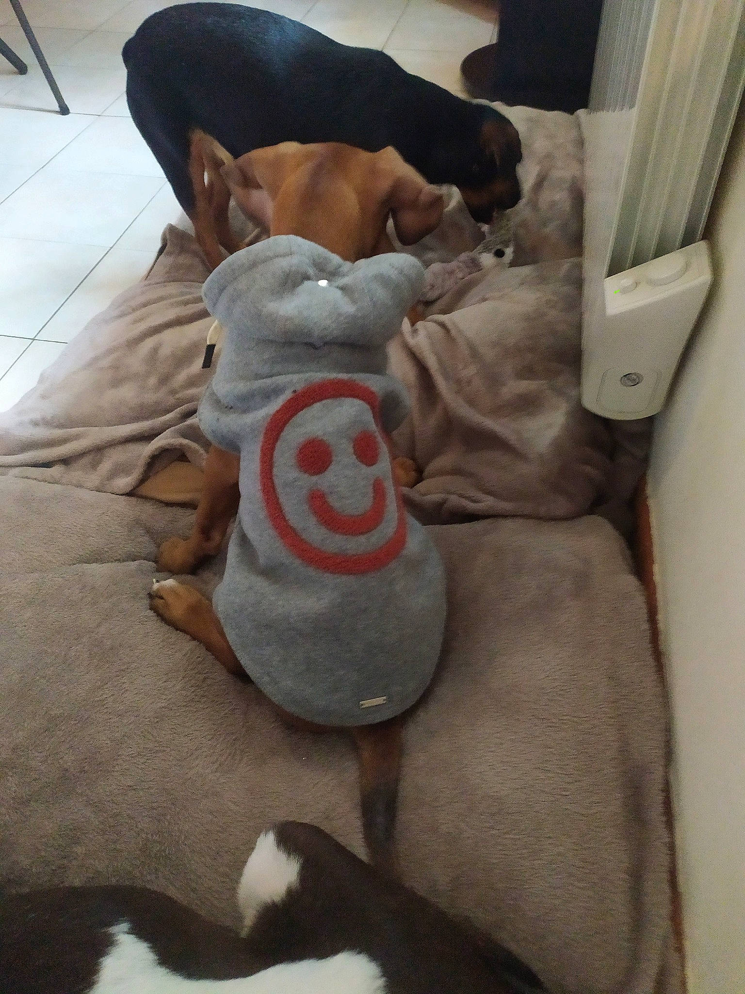 Pumba a rejoint le concours — aidez-le/la à gagner de superbes lots ! canidae, carnivore, comfort, companion_dog, dog, dog_breed, dog_clothes, leg, tail