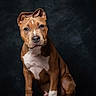 dog, canine, brown, white, sitting, portrait, studio, pet, animal, ears, face, paws, fur, looking, expression, isolated, background, stool, indoor, mammal