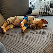 Naza participe au concours pour gagner de l'argent avec cette photo : dog, puppy, sleeping, sweater, couch, pillows, indoor, cozy, relaxation, brown_dog, pet, home, comfort, resting, fabric, patterned_pillows, window_light, cute, animal, nap