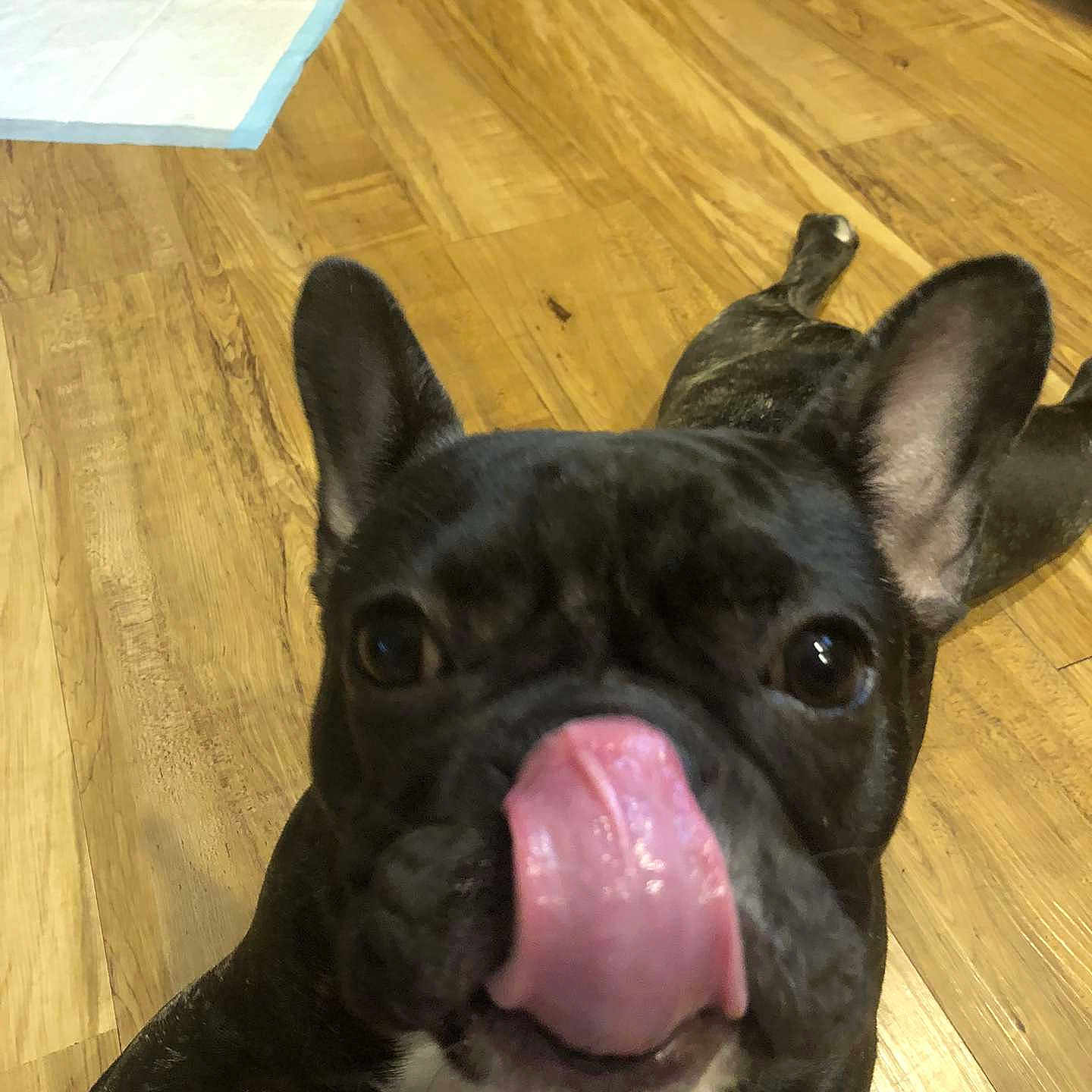 Bella joined the competition — help win amazing prizes! animal, black_dog, canine, close_up, cute, dog, domestic_animal, ears, flooring, french_bulldog, indoor, laying_down, looking_at_camera, muzzle, pet, playful, snout, tongue, tongue_out, wooden_floor