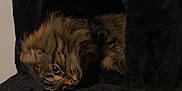 Ruby a rejoint le concours — aidez-le/la à gagner de superbes lots ! cat, tabby, feline, pet, indoor, resting, cozy, black_furniture, cat_condo, scratching_post, fur, whiskers, ears, animal, sleepy, relaxed, home, cute, furry, domestic_animal