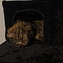 cat, tabby, feline, pet, indoor, resting, cozy, black_furniture, cat_condo, scratching_post, fur, whiskers, ears, animal, sleepy, relaxed, home, cute, furry, domestic_animal