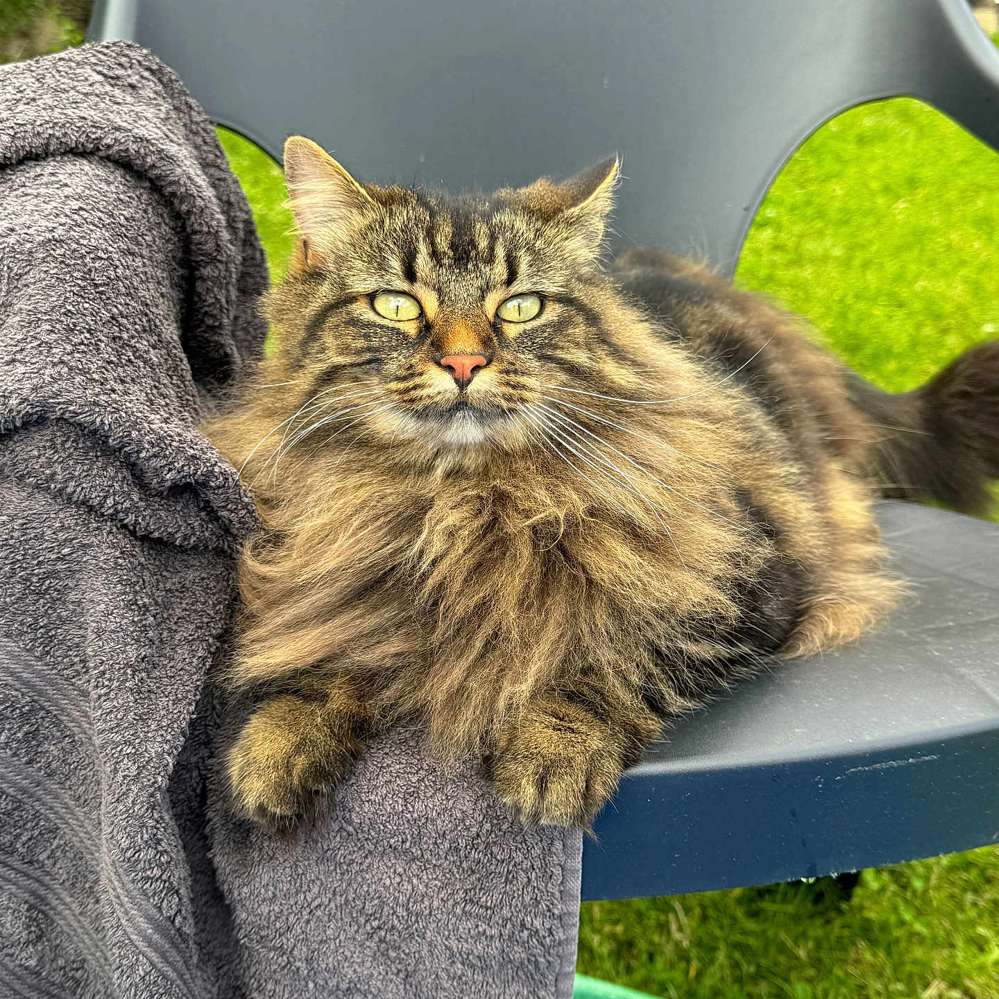 Ruby a rejoint le concours — aidez-le/la à gagner de superbes lots ! animal, cat, chair, daylight, domestic_cat, feline, fluffy, fur, garden, green_grass, nature, outdoor, pet, relaxed, resting, seat, tabby, towel, whiskers, yellow_eyes