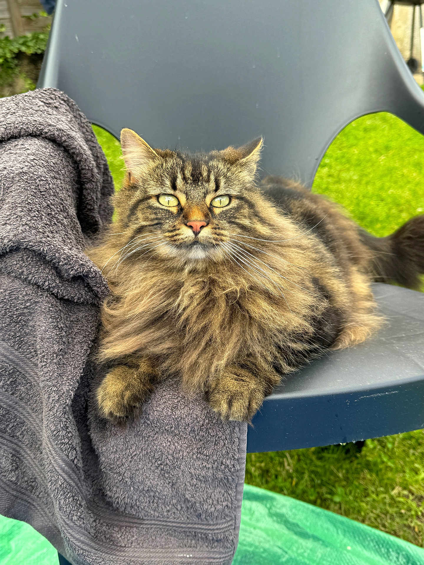 Ruby a rejoint le concours — aidez-le/la à gagner de superbes lots ! cat, fluffy, towel, chair, outdoor, green_grass, pet, animal, relaxed, fur, yellow_eyes, nature, garden, domestic_cat, whiskers, tabby, resting, feline, seat, daylight