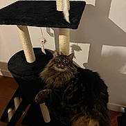 Ruby a rejoint le concours — aidez-le/la à gagner de superbes lots ! cat, tabby_cat, fluffy, pet, indoor, cat_tree, toy_mouse, black, brown, fur, whiskers, curious, shadow, wall, floor, playful, animal, domestic, relaxed, feline