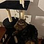 cat, tabby_cat, fluffy, pet, indoor, cat_tree, toy_mouse, black, brown, fur, whiskers, curious, shadow, wall, floor, playful, animal, domestic, relaxed, feline