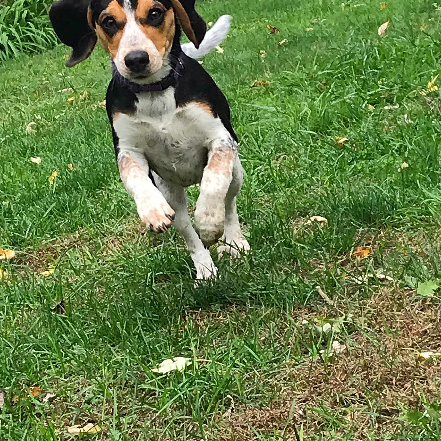 Chloe joined the competition — help win amazing prizes! animal, architecture, backyard, beagle, building, canine, dog, grass, green, herbal, herbs, hound, lawn, nature, outdoors, pet, plant, puppy, shelter, yard