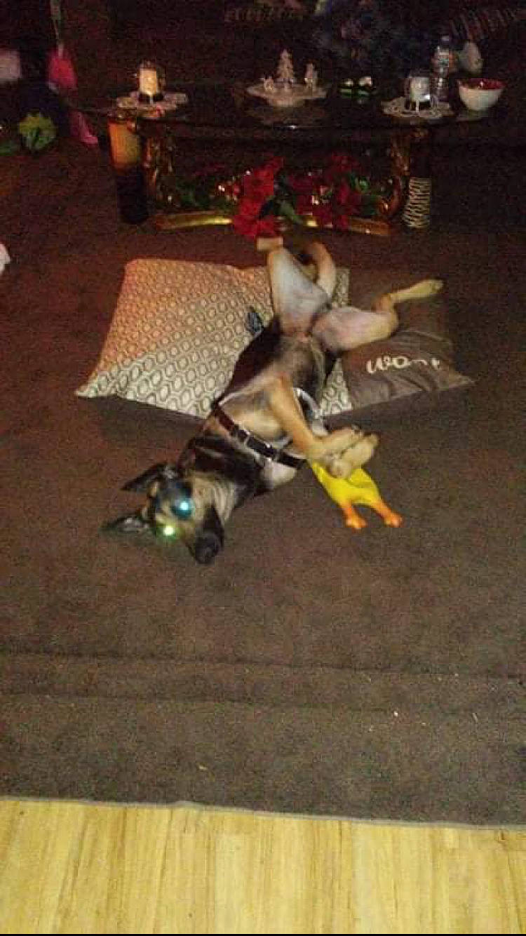 Juliet joined the competition — help win amazing prizes! asphalt, canidae, companion_dog, dog_breed, event, fawn, felidae, floor, flooring, fur, hardwood, laminate_flooring, performance_art, road_surface, small_to_medium_sized_cats, sporting_group, tail, wood, wood_flooring, wood_stain