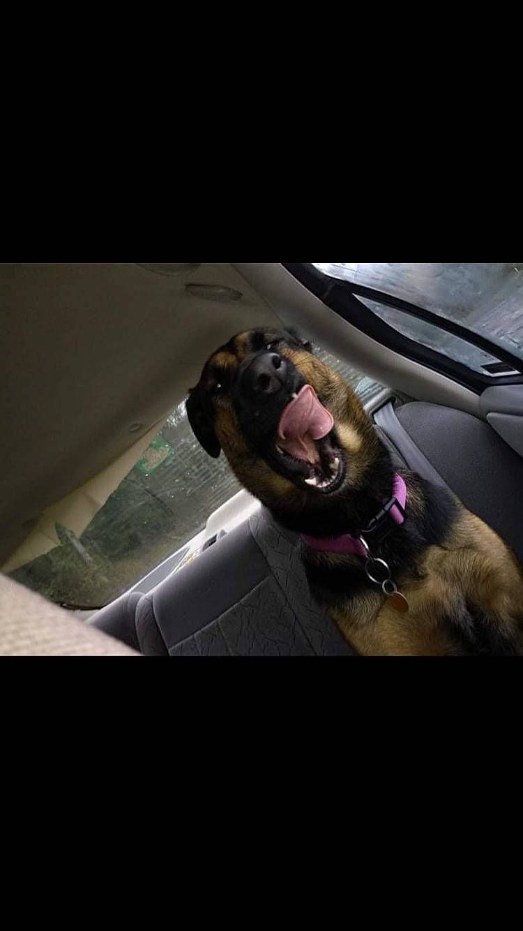 Juliet joined the competition — help win amazing prizes! auto_part, automotive_design, automotive_exterior, automotive_lighting, automotive_mirror, carnivore, dog, dog_breed, eyewear, flash_photography, glass, goggles, jaw, personal_luxury_car, rear_view_mirror, sunglasses, tints_and_shades, vehicle_door, vision_care, windshield