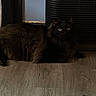 cat, black_cat, fluffy, yellow_eyes, indoor, wooden_floor, pet, animal, feline, relaxed, lying_down, dark_background, quiet, calm, mammal, whiskers, ears, flooring, domestic_animal, companion