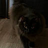 black_cat, cat, pet, animal, indoor, wooden_floor, dim_light, shadow, eyes, feline, walking, mystery, home, flooring, fur, whiskers, curious, quiet, night, stealth